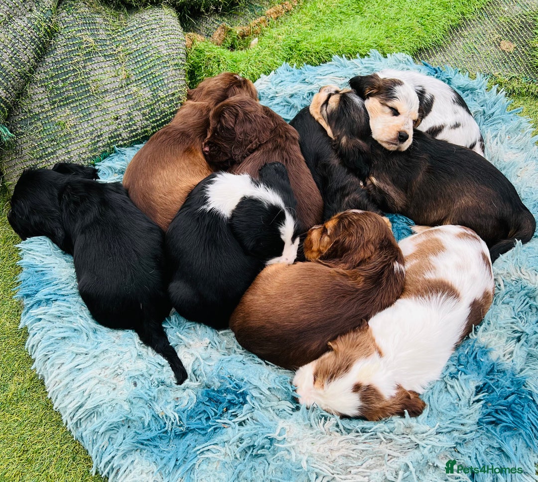 Cocker Spaniel dogs for sale: Gorgeous show type cocker spaniels - Image 22