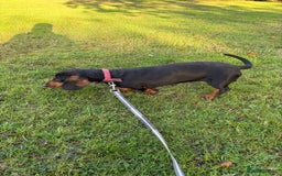 Dachshund dogs for sale: Three beautiful dachshund’s  - Advert 1