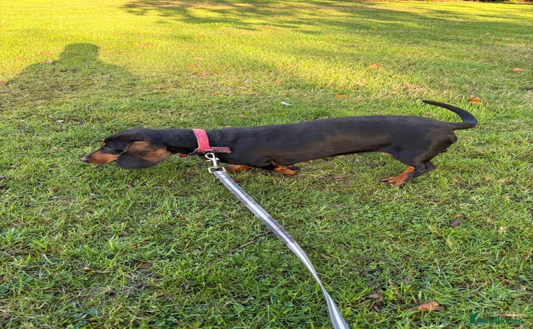 Dachshund dogs Three beautiful dachshund’s  - Advert 12