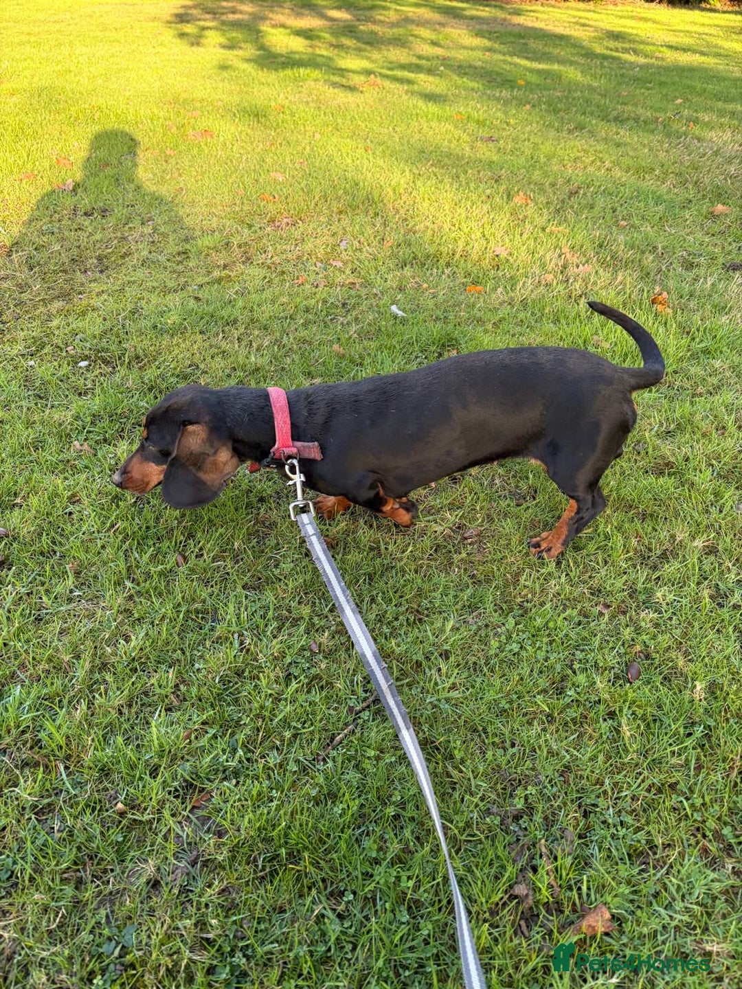 Dachshund dogs for sale: Three beautiful dachshund’s  - Advert 1