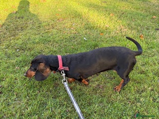 Dachshund dogs Three beautiful dachshund’s - Advert 2