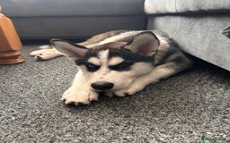 Siberian Husky dogs for sale: The beautifull siberian husky puppy - Image 3