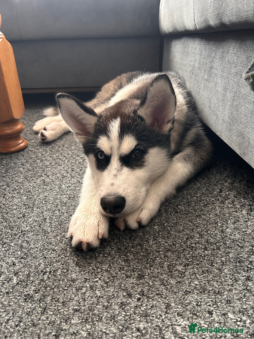 Siberian Husky dogs for sale: The beautifull siberian husky puppy - Image 3