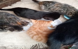 Mixed Breed cats for sale: Bonny kittens ready for their new home - Image 2
