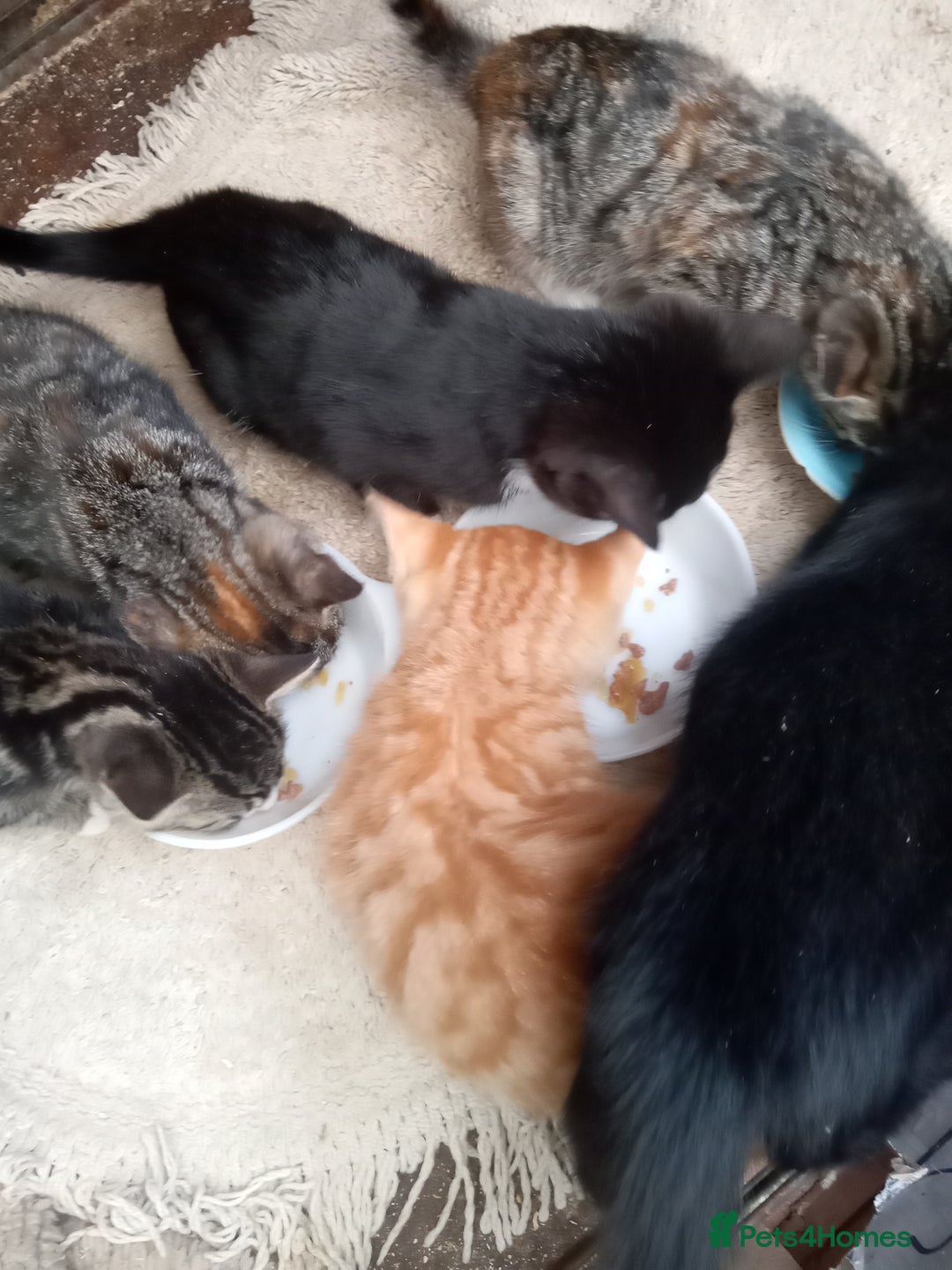 Mixed Breed cats for sale: Bonny kittens ready for their new home - Image 2