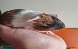 Guinea Pig rodents for sale: Baby Guinea Pigs  - Image 3