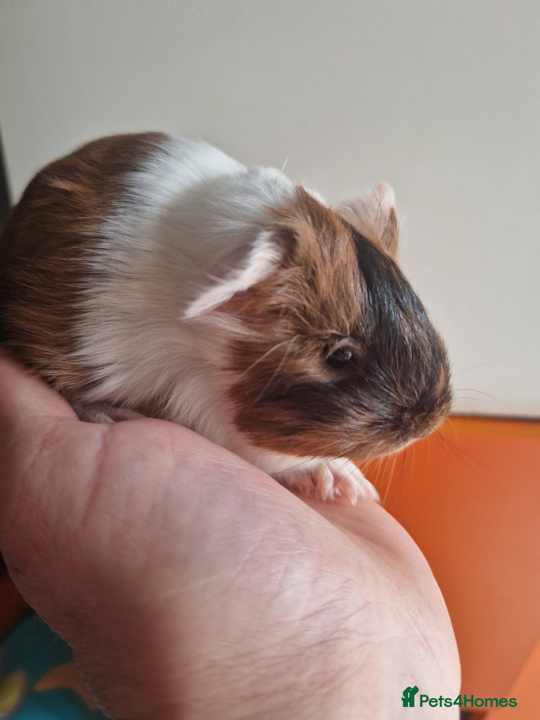 Guinea Pig rodents for sale: Baby Guinea Pigs  - Image 3