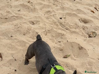 French Bulldog dogs Rehome - Advert 1