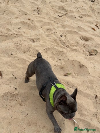 French Bulldog dogs Rehome - Advert 1