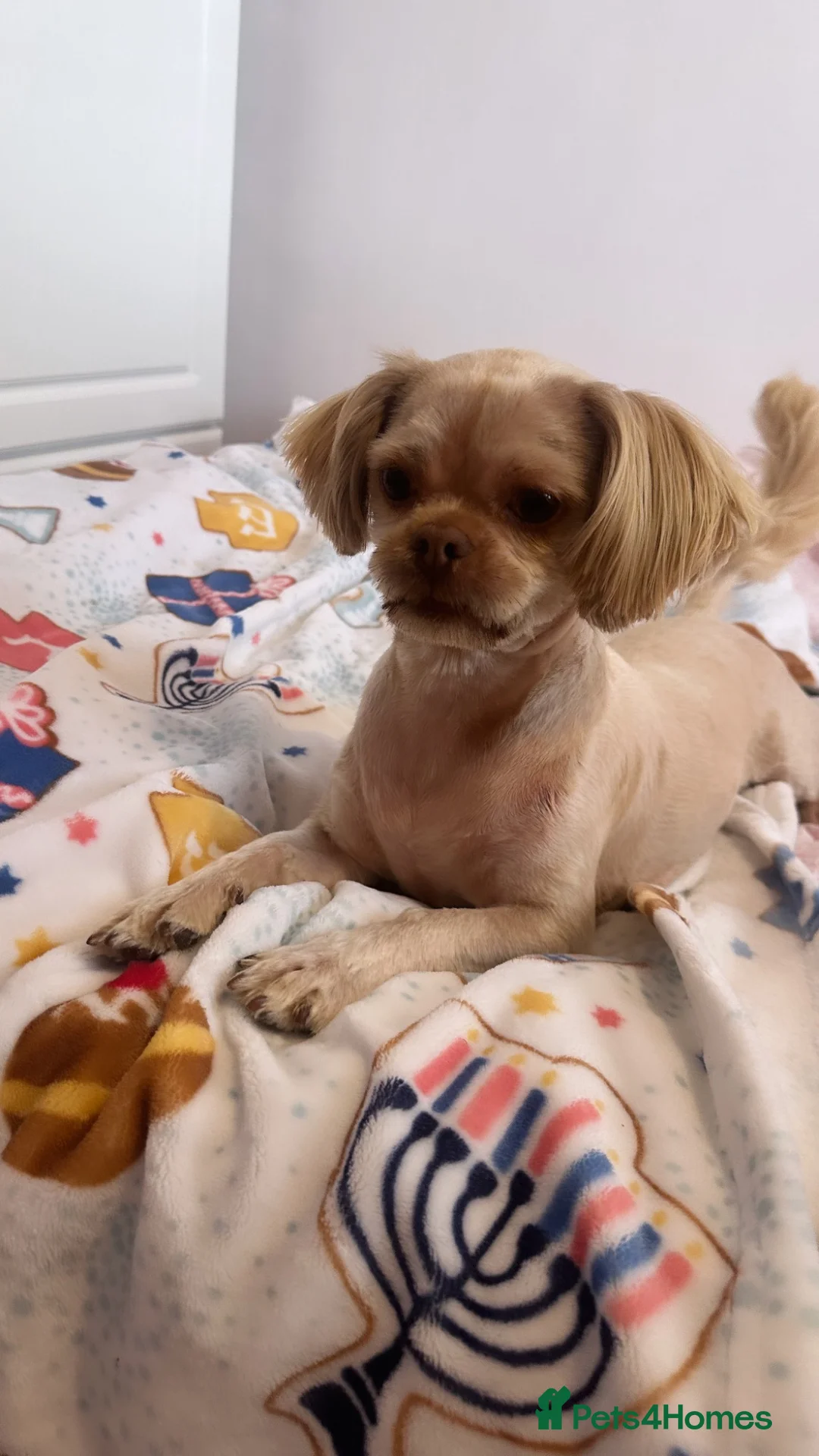 Shih Tzu dogs for sale: Beautiful shihtzus looking for new home - Advert 2