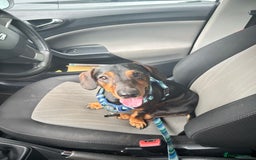 Dachshund dogs for sale: Male Dachshund  - Image 1