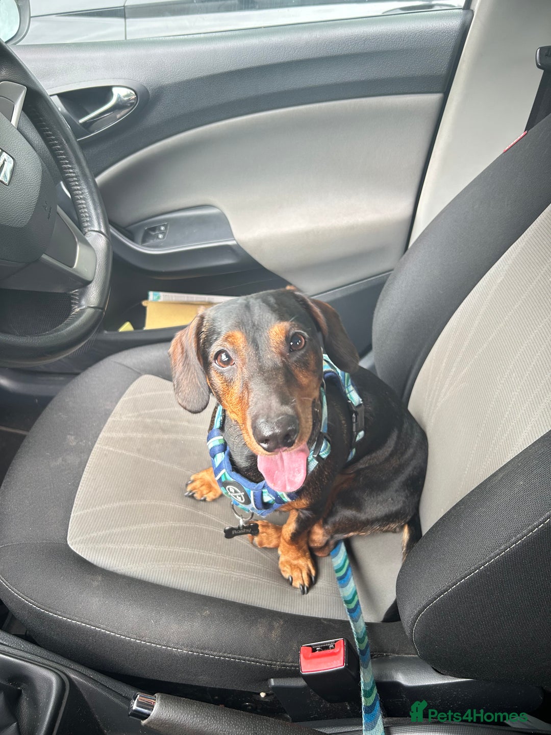 Dachshund dogs for sale: Male Dachshund  - Image 1
