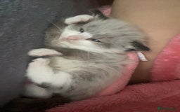 Mixed Breed cats for sale: Beautiful male kitten for sale - Image 6