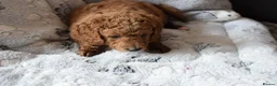Cockapoo dogs for sale: 4 beautiful female cockapoos for sale - Advert 15