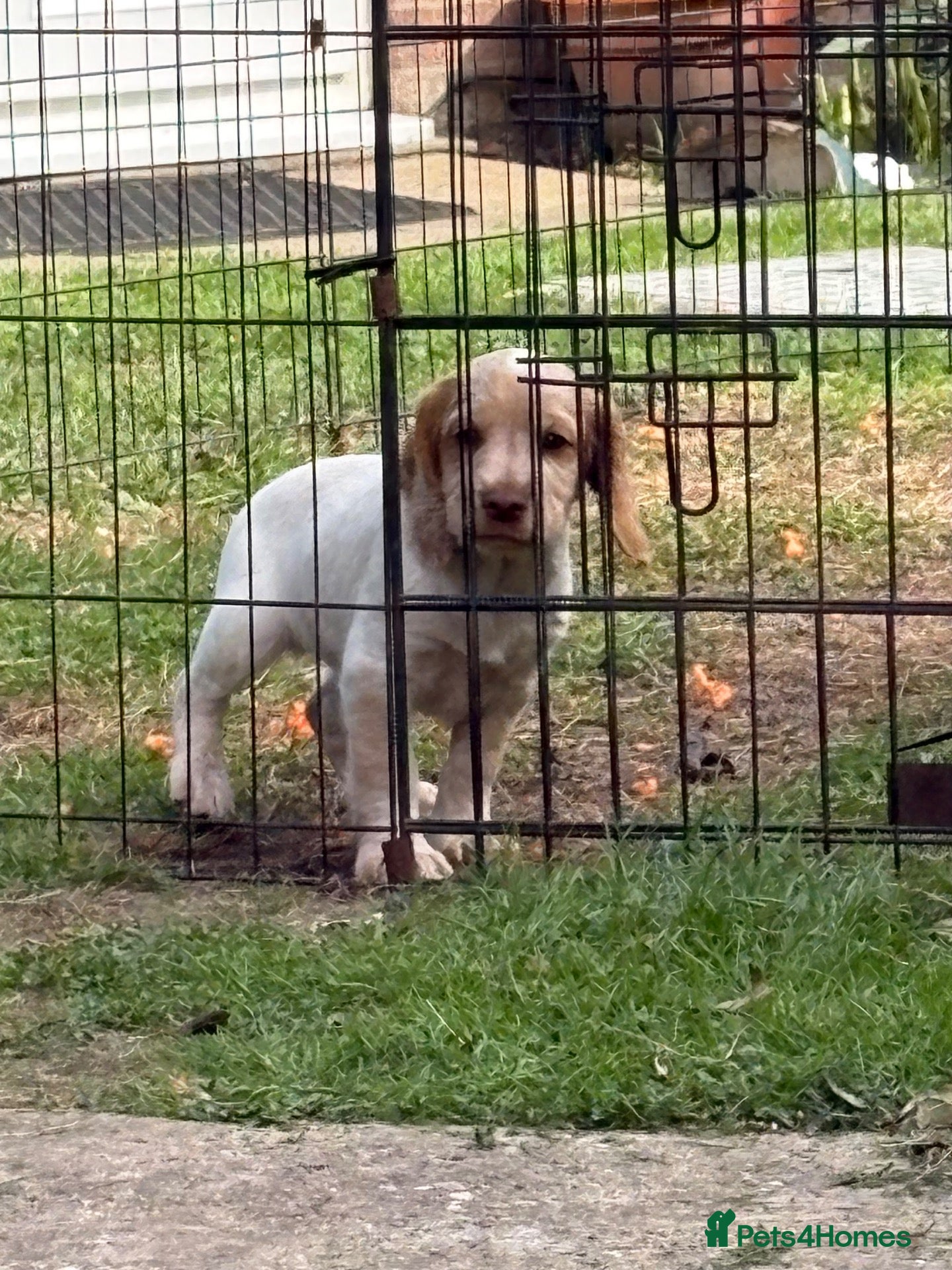 Sprocker dogs Sprockers - Advert 2