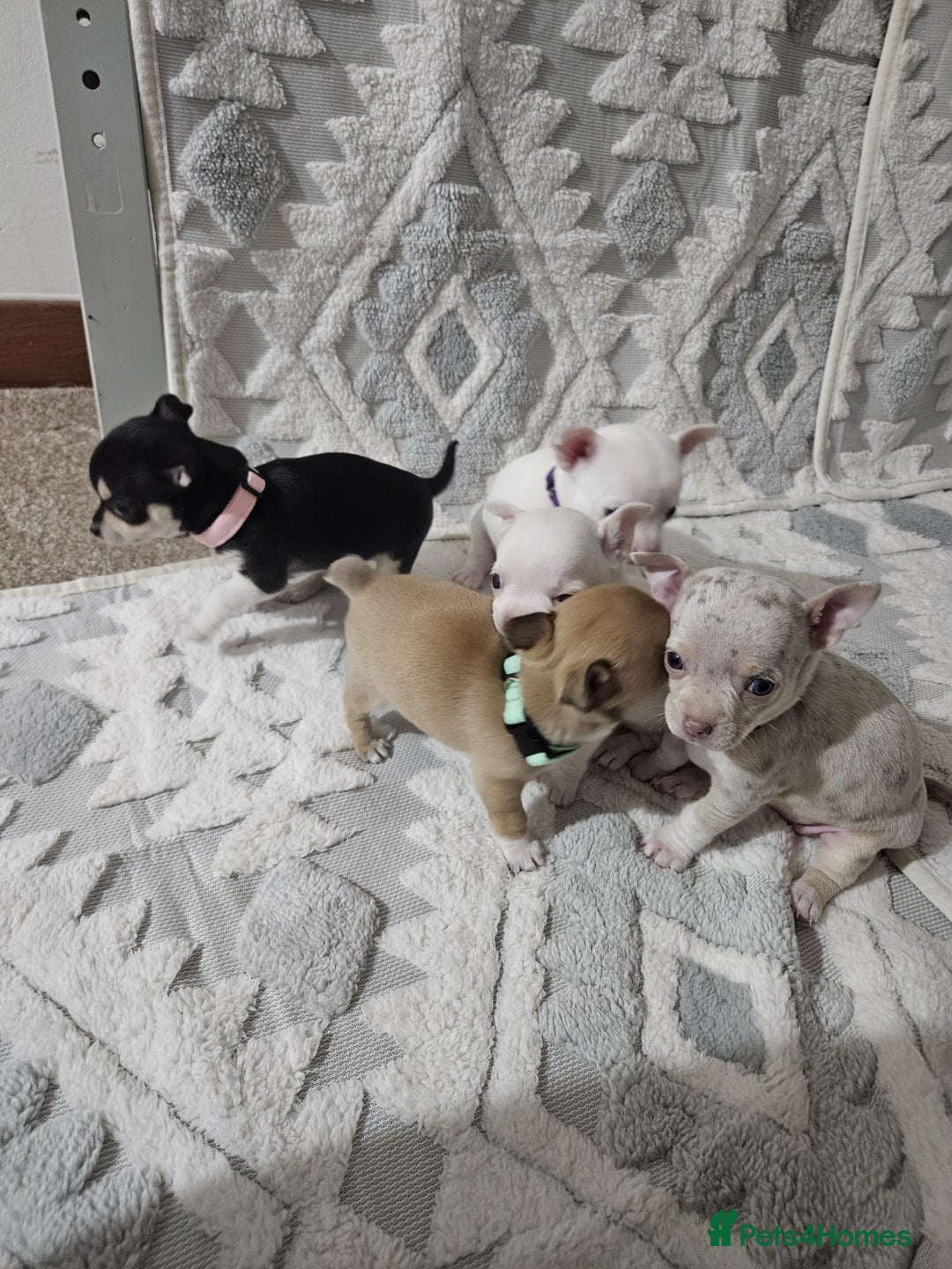 Chihuahua dogs for sale: Chihuahua puppies for sale - Advert 1
