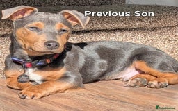 Jack Russell dogs for sale: Pure Jack russell puppies. Ultra-Rare colored.  - Advert 25