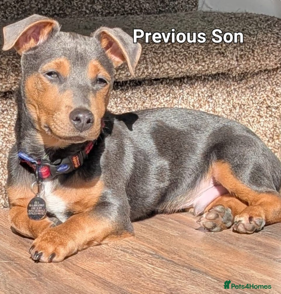 Jack Russell dogs for sale: Pure Jack russell puppies. Ultra-Rare colored.  - Advert 25