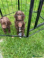 Sprocker dogs - Advert 4