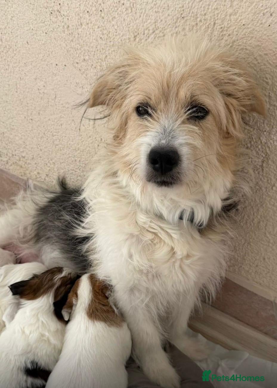 Mixed Breed dogs Beautiful Angel Looking for her forever home - Advert 1