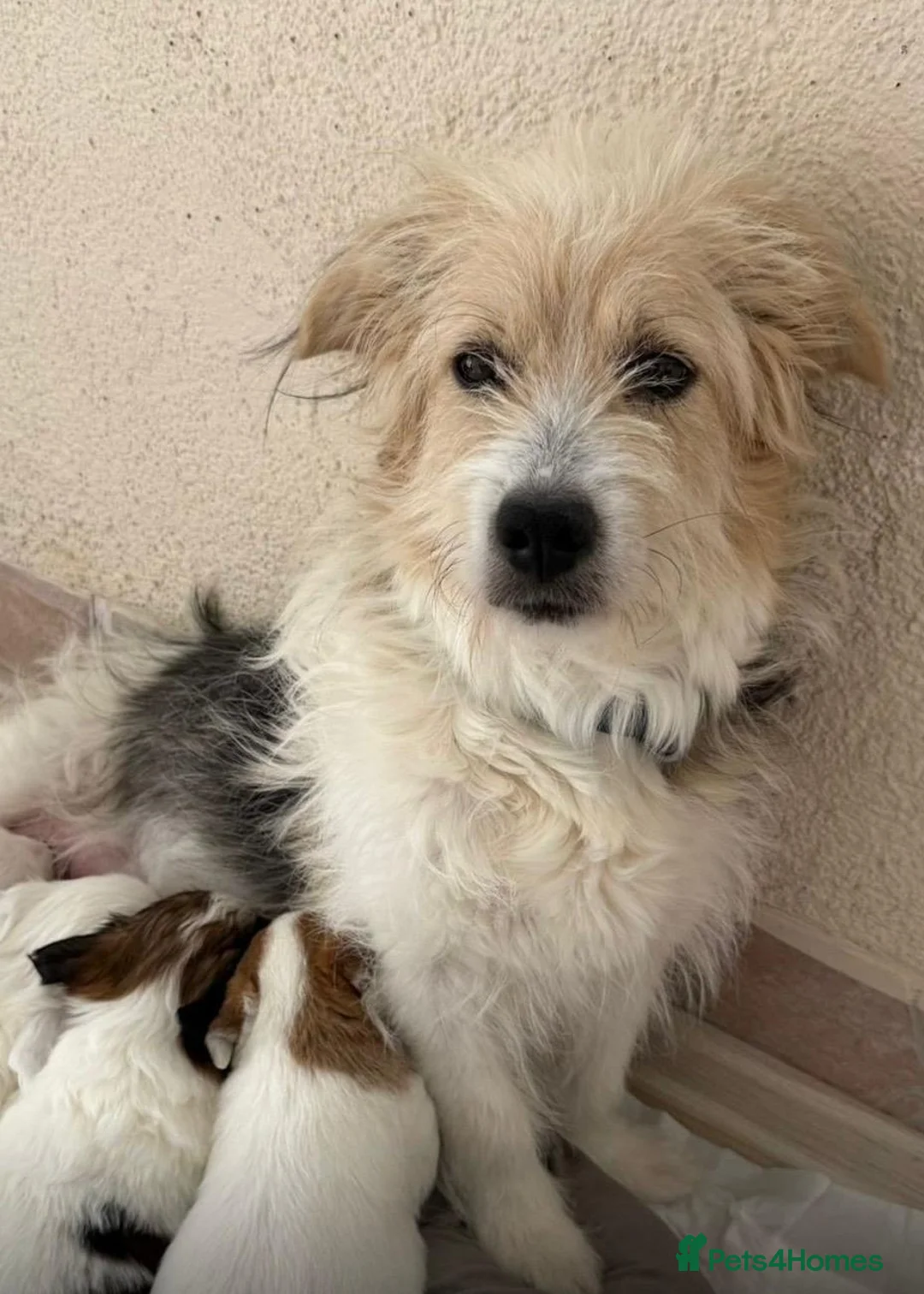 Mixed Breed dogs for adoption: Beautiful Angel Looking for her forever home - Advert 1