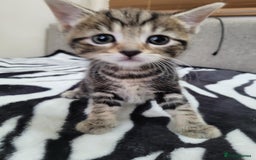 Mixed Breed cats for sale: Beautiful Tabbies and Black kittens - Image 2