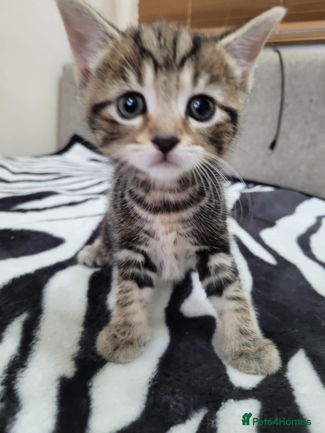 Mixed Breed cats for sale: Beautiful Tabbies and Black kittens - Image 2