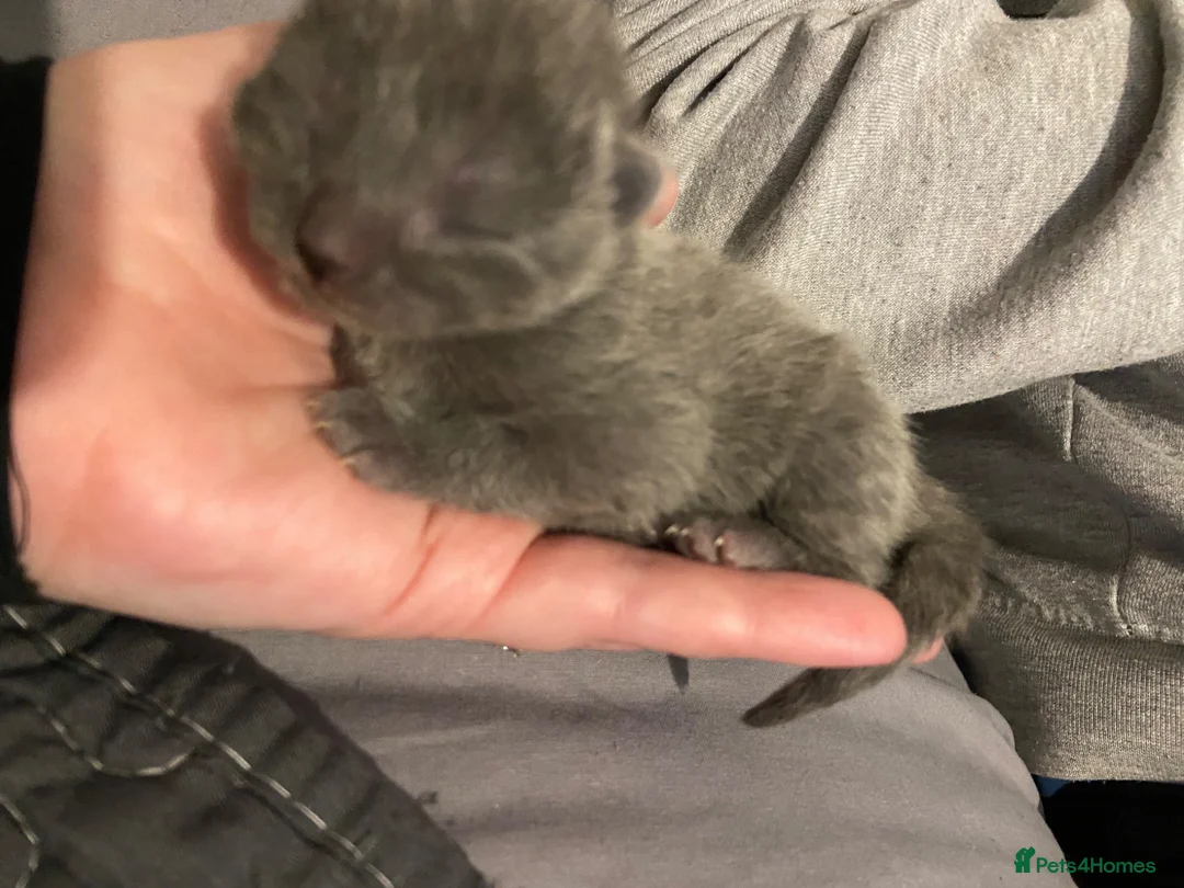 Mixed Breed cats for sale: Lovely little kittens in Boston - Advert 2