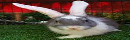 Continental Giant rabbits for sale: Pure Continental Giants - White Eared - RESERVE  - Advert 15