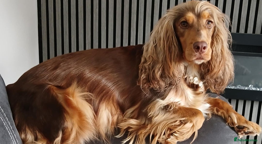 Cocker Spaniel dogs for sale: 3Beautiful show type cocker spaniels 💕♥️ 💙💕 - Image 27