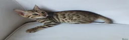 Bengal cats for sale: Pure Bengal kittens - 3 girls left - Advert 6