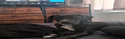 Mixed Breed dogs for sale: 7/8 month gold-mation pepper! - Advert 5