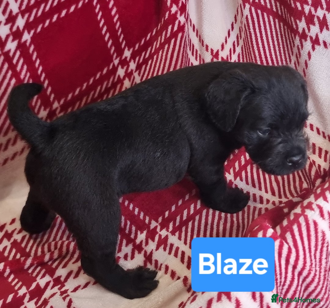 Mixed Breed dogs for sale: French Bulldog × Hungarian Puli Puppies - Advert 2