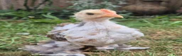 Chickens poultry for sale: Booted Pekin Bantam Rooster - Advert 5
