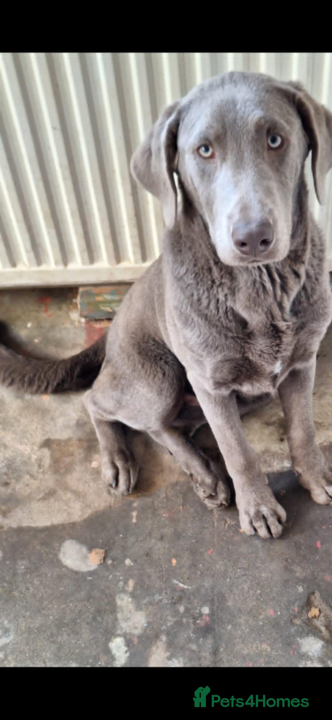 Labrador Retriever dogs for sale: puppies - Image 2