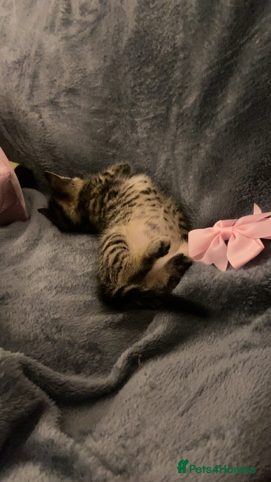 Mixed Breed cats for sale: Mixed bengal and Norwegian kittens  - Advert 9