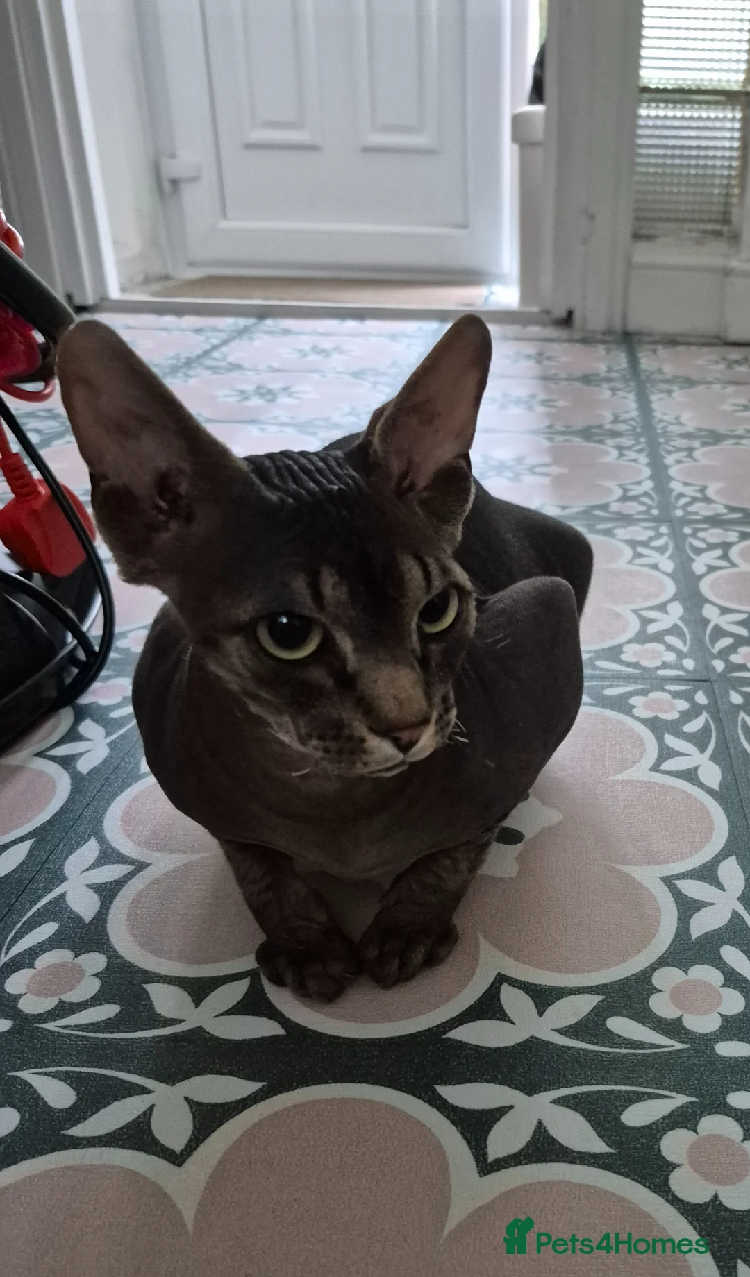 Sphynx cats for sale: Tabby sphynx  - Advert 1