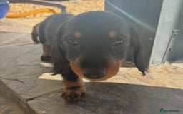 Miniature Dachshund dogs for sale: true miniature dachshunds - Image 6