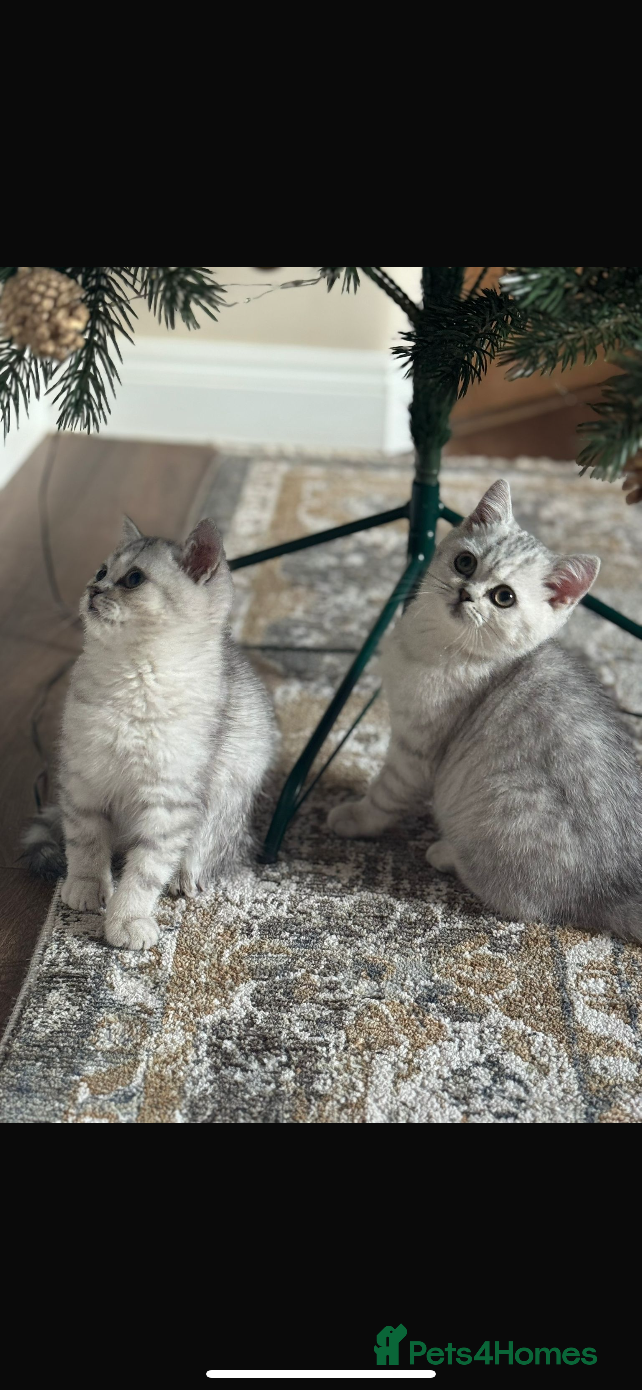 British Shorthair cats 2 TICA registered BSH kittens  - Advert 4