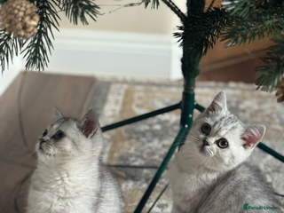 British Shorthair cats 2 TICA registered BSH kittens - Advert 4