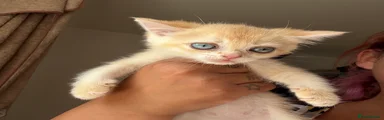 British Shorthair(blue collar)