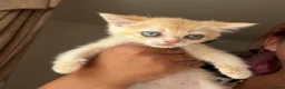 British Shorthair cats for sale: 5 Chocholate golden British shorthair kittens 🐱  - Advert 22