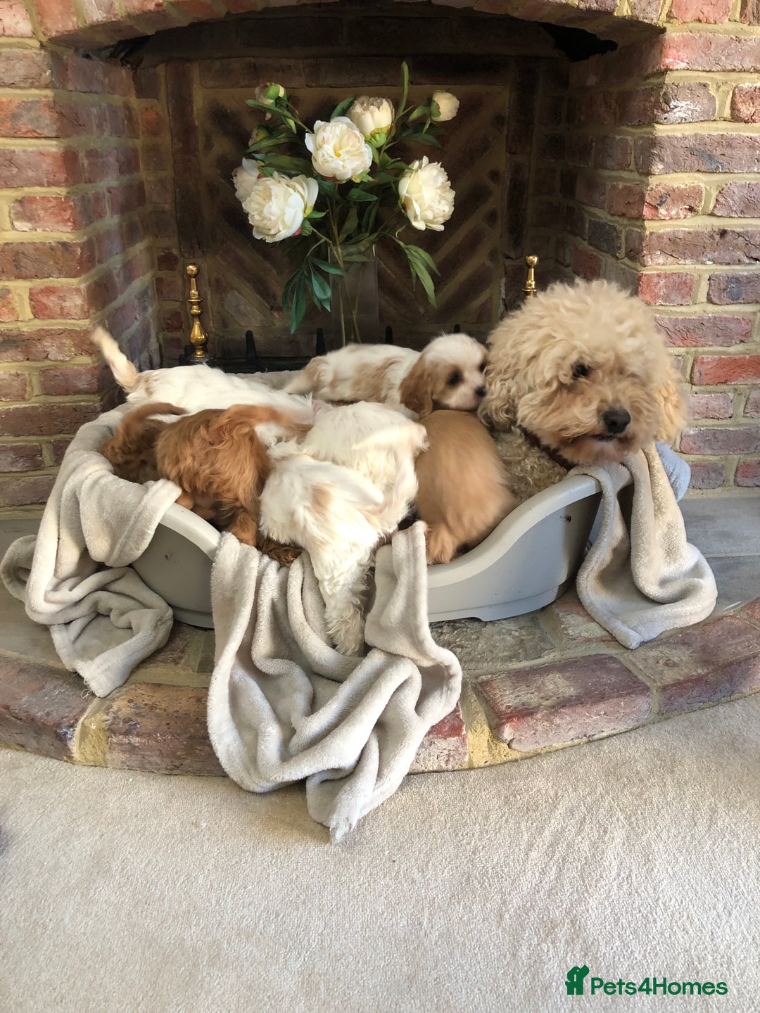 Cavapoo dogs for sale: Adorable Cavapoo Puppies  - Advert 39