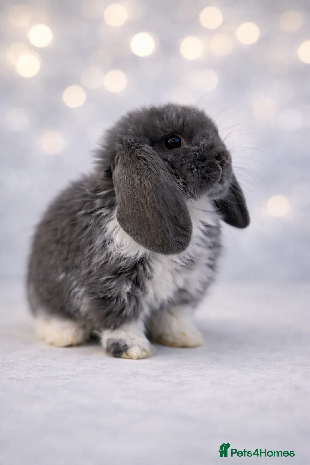 Mini Lop rabbits for sale: 🐰 Mini Lop Bunnies - Ready to reserve  🐰  - Advert 4