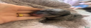 Labradoodle 5