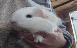 Guinea Pig rodents for sale: Sheltie boar  - Image 1
