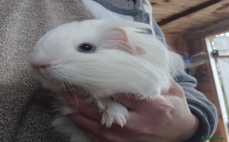 Guinea Pig rodents - Advert 4