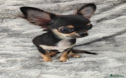 Chihuahua dogs for sale: Amazing Quality Long Coat Chihuahua puppies - Advert 18
