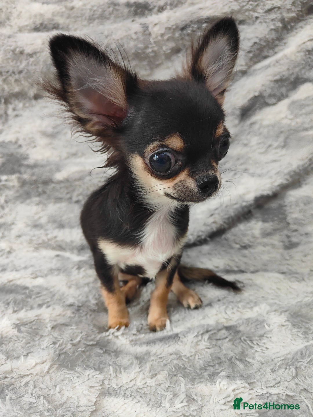 Chihuahua dogs for sale: Amazing Quality Long Coat Chihuahua puppies - Advert 18