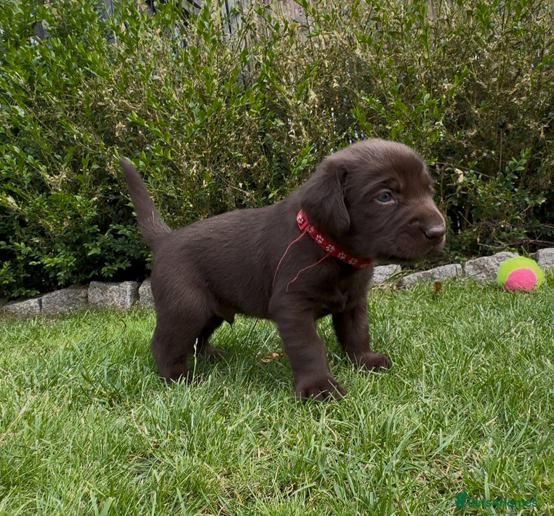 Labrador Retriever dogs for sale: Labrador puppies for sale  in Leicester - Image 8